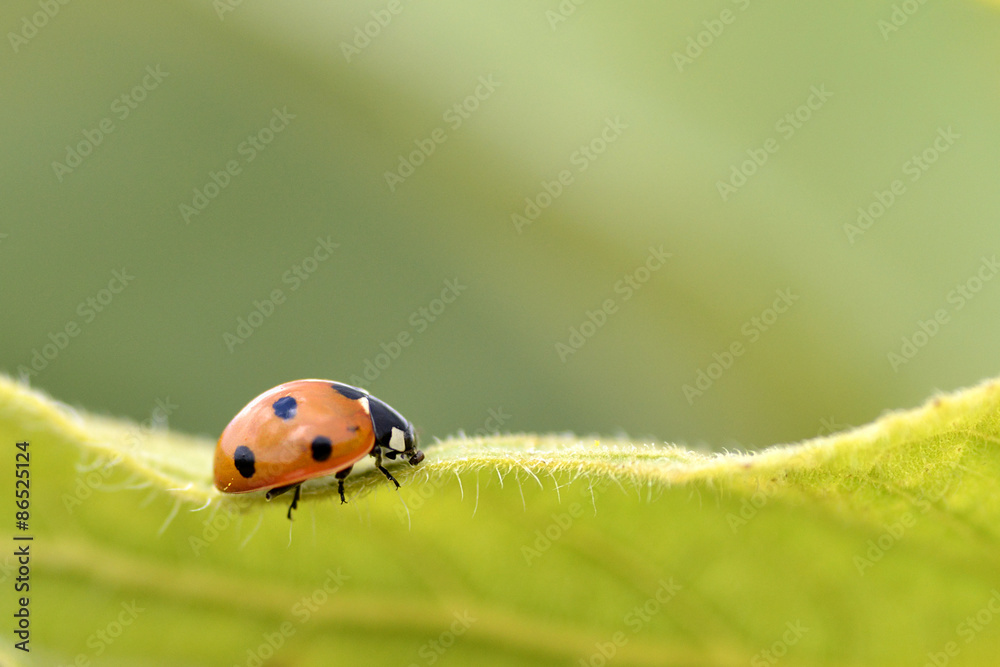 Obraz premium Ladybug on leave