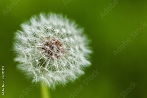 Dandelion  Blowing  Wind.