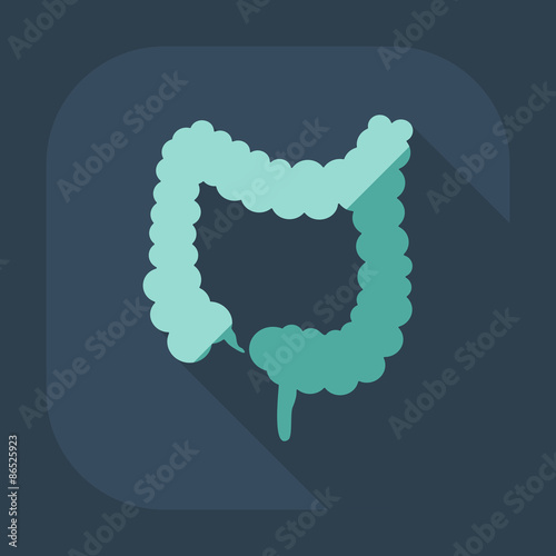 Flat modern design with shadow icons large intestine