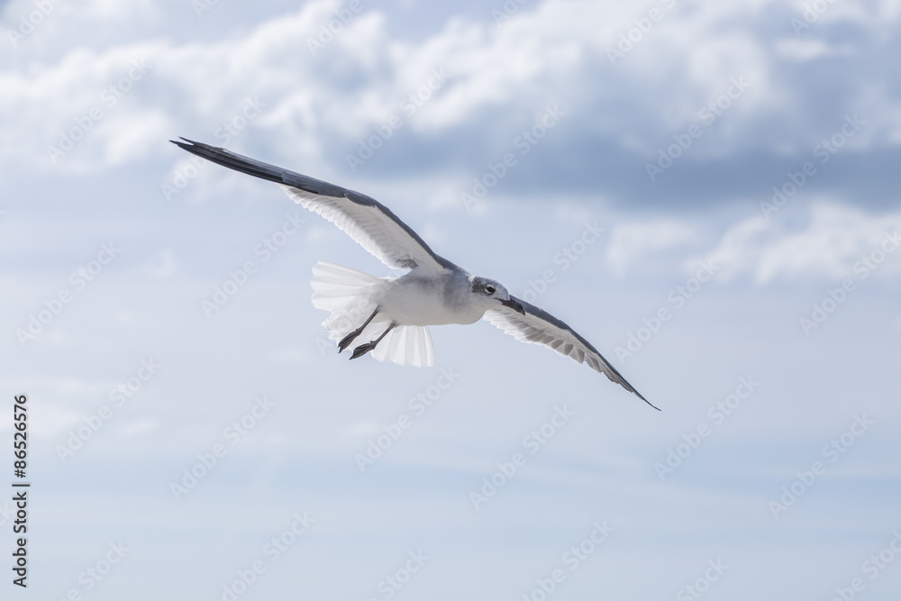 Möwe im Flug auf Honeymoon Island USA Möwe im Flug auf Honeymoon Island USA