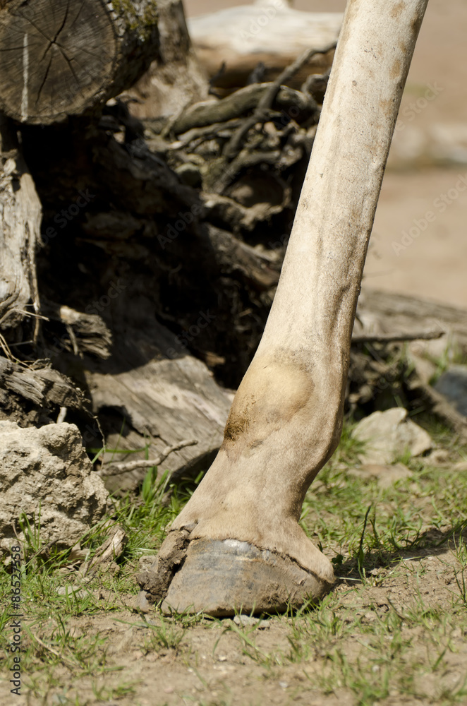 Naklejka premium hoof from giraffes