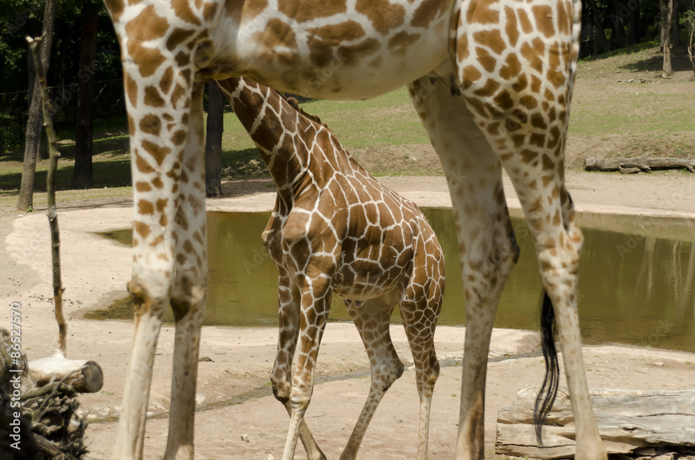 little giraffe among large feet little giraffe among large feet
