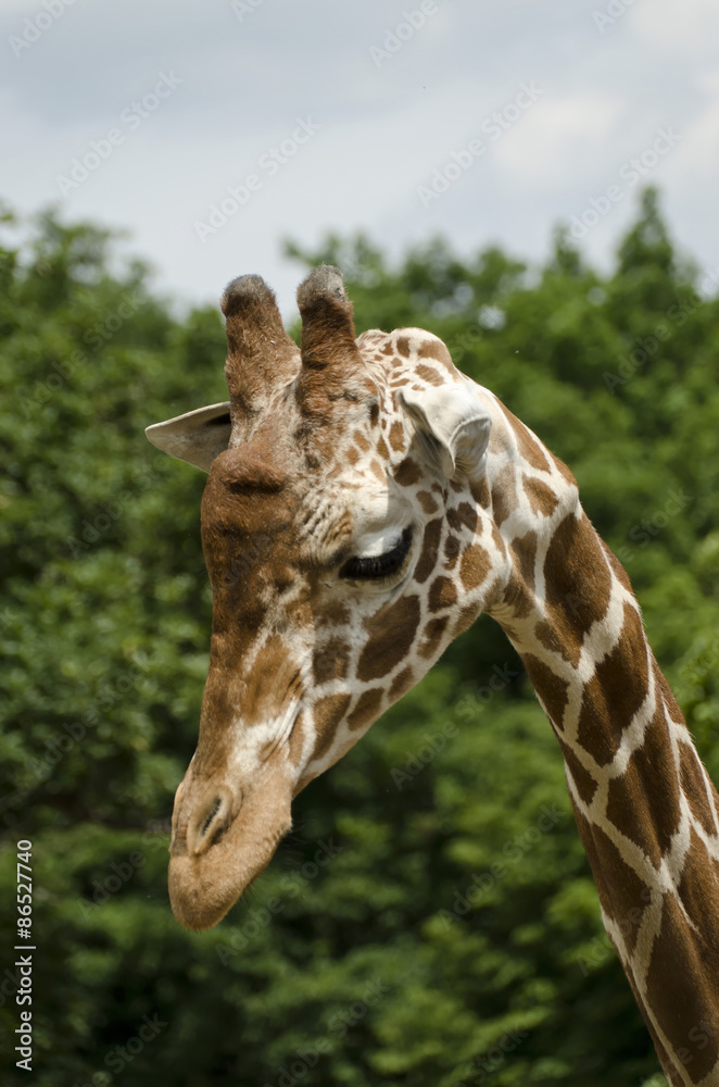 Obraz premium giraffe head side view