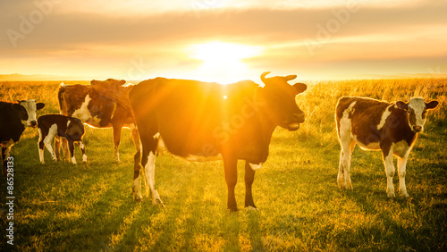 Livestock grazing at sunset