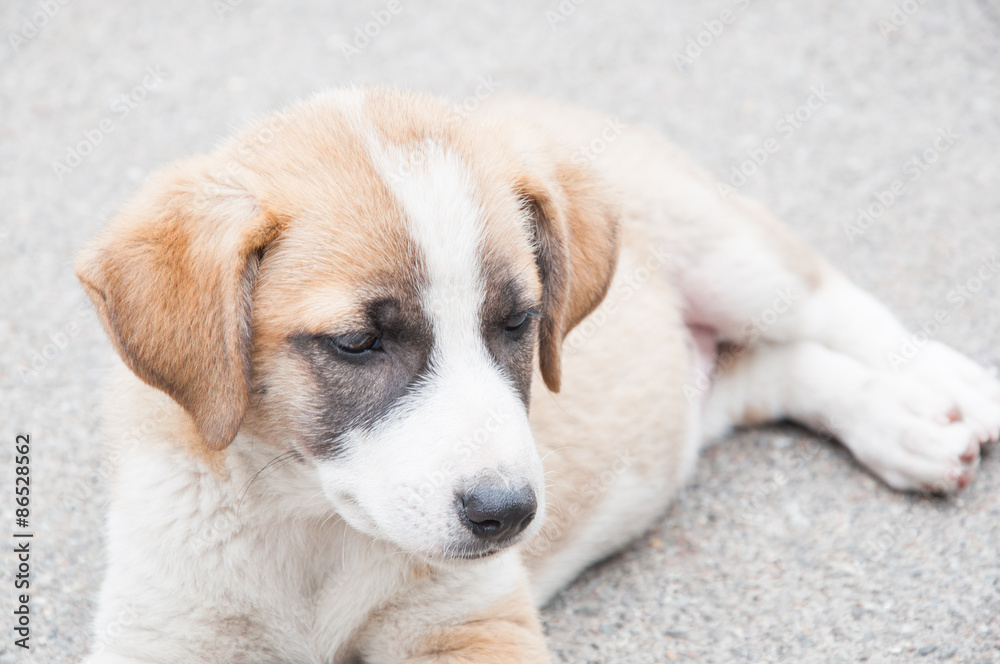 the little puppy dog the little puppy dog