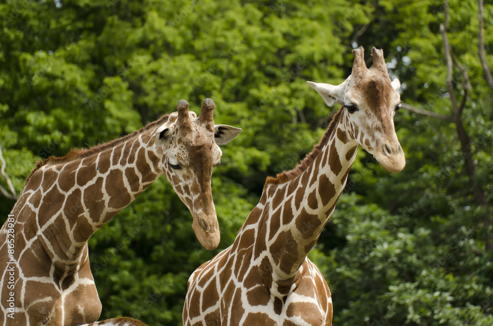 Obraz premium Two giraffes watching the same direction
