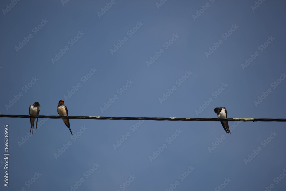 Hirundo rustica Hirundo rustica