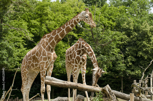 Two giraffes - one supervises the other