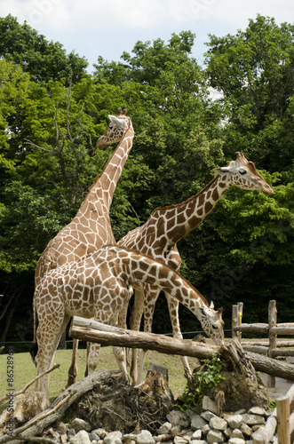 Canvas Print Three giraffes - views on three sides
