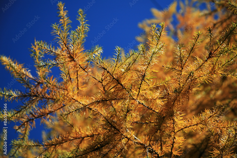 Obraz premium 唐松と青空