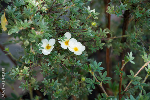 Quadro su tela Лапчатка кустарниковая Limelight Potentilla fruticosa Primrose Beauty’