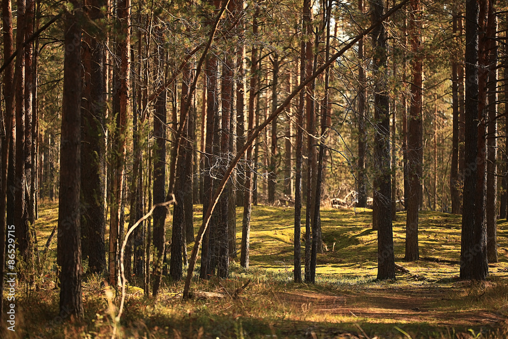 Obraz premium summer landscape in the forest