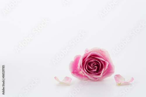 Fototapeta Naklejka Na Ścianę i Meble -  white and pink rose on white background