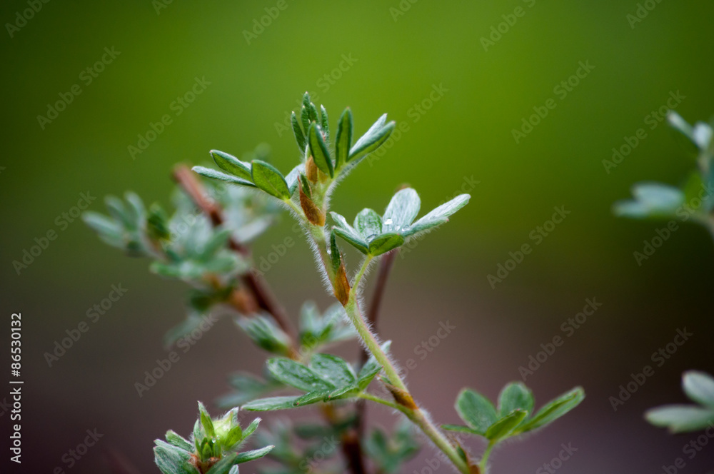Obraz premium Лапчатка кустарниковая (Potentilla fruticosa) ‘Primrose Beauty’