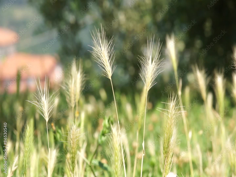 Bromegrass blowing in the wind Bromegrass blowing in the wind