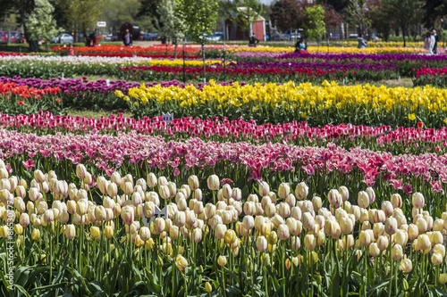 Tulips garden at Veldheer Tulip Gardens in Holland, Michigan during Tulip festival