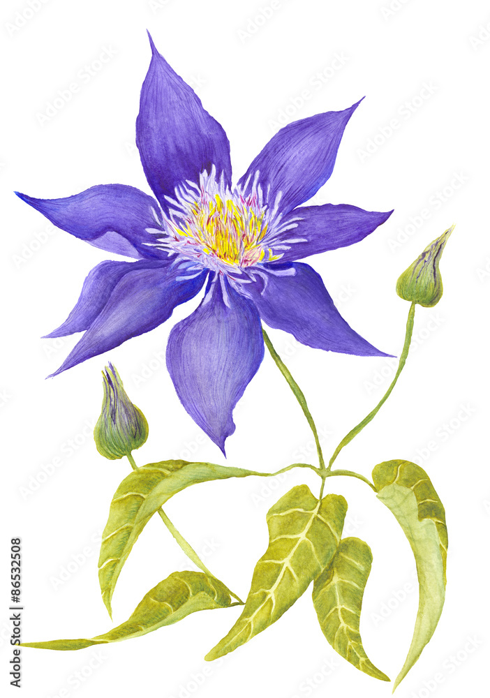 Clematis Botanical Illustration Clematis Botanical Illustration