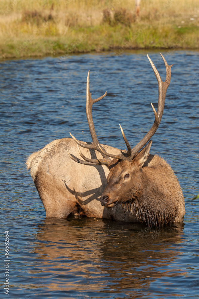 Naklejka premium Bull Elk in River