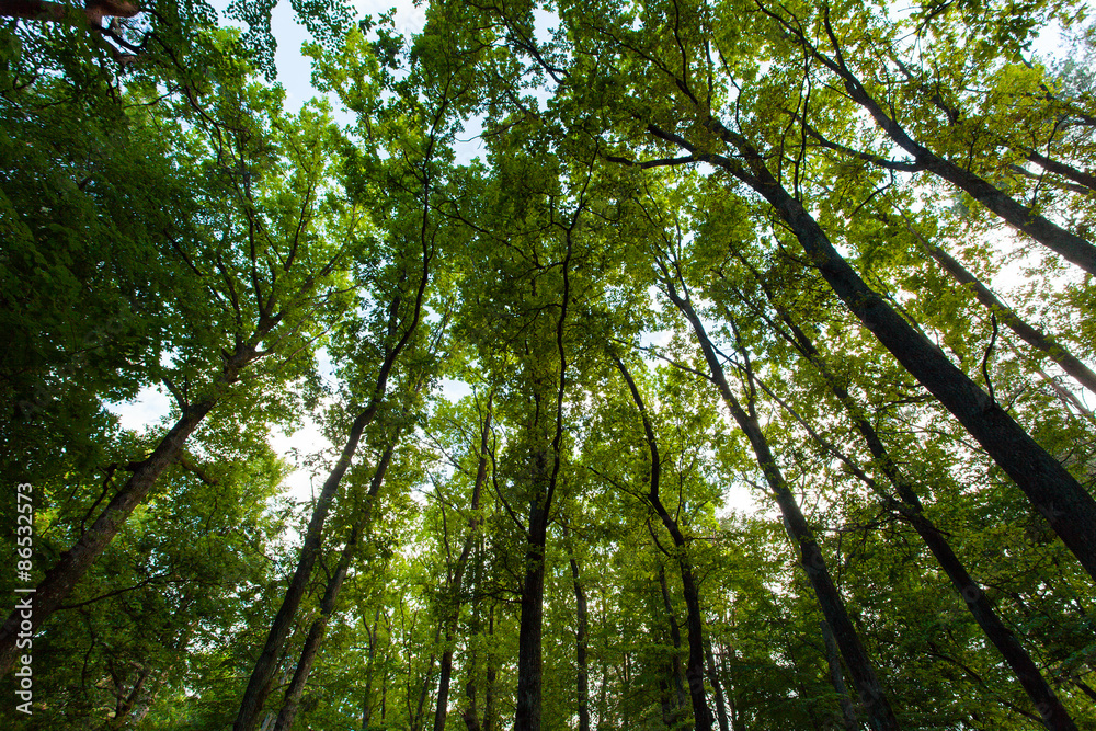 big beech trees in spring forest big beech trees in spring forest