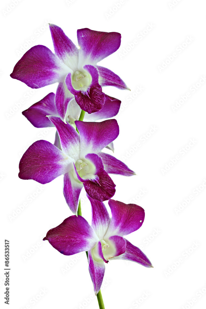 Orchids Orchids