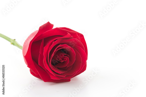 red rose isolated on white background