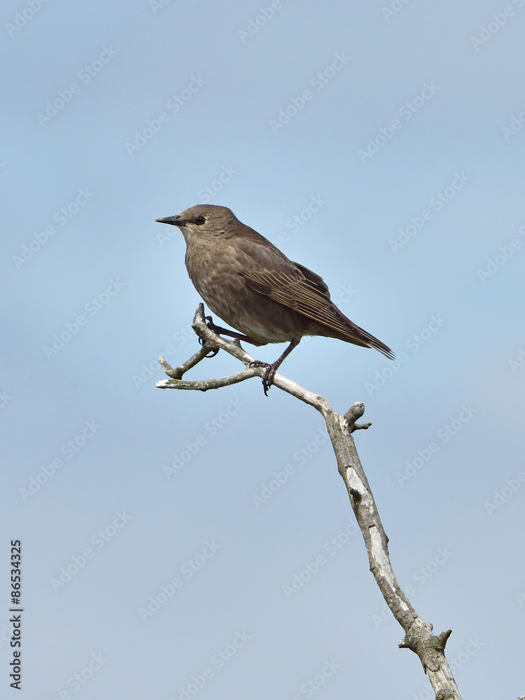 Common Starling (Sturnus vulgaris) Common Starling (Sturnus vulgaris)