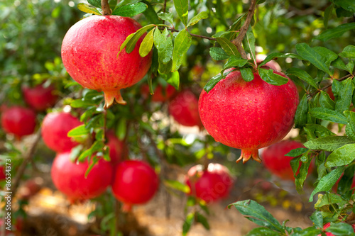 Ripe pomegranate fruit on tree branch