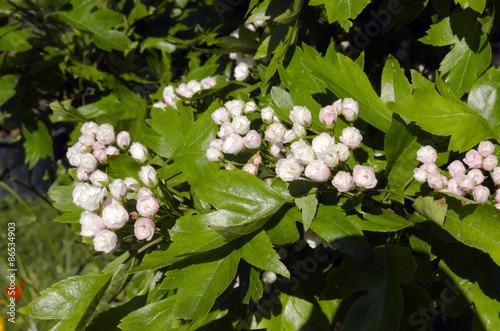 Toba Hawthorn