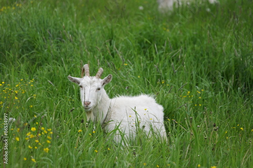  белая коза на зеленом лугу
