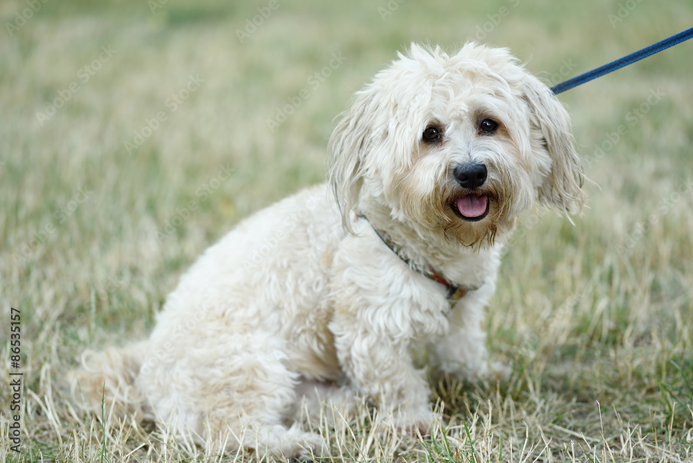 Bichon bolognese dog in geen