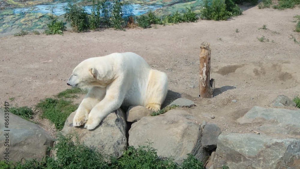 ours polaire