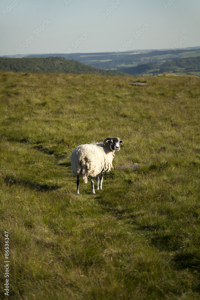 Fototapeta premium A sheep in the Peak District, UK