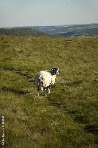 A sheep in the Peak District  UK