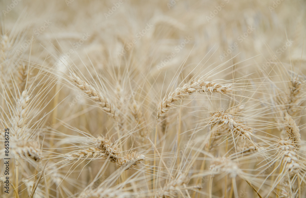 Fototapeta premium Ears of rye in the field