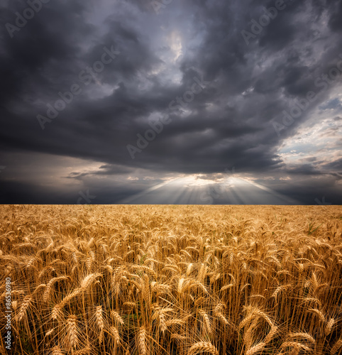 Wheat and Clouds