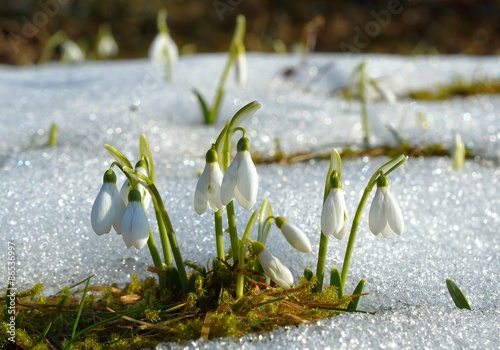 snowdrops flowering from the snow