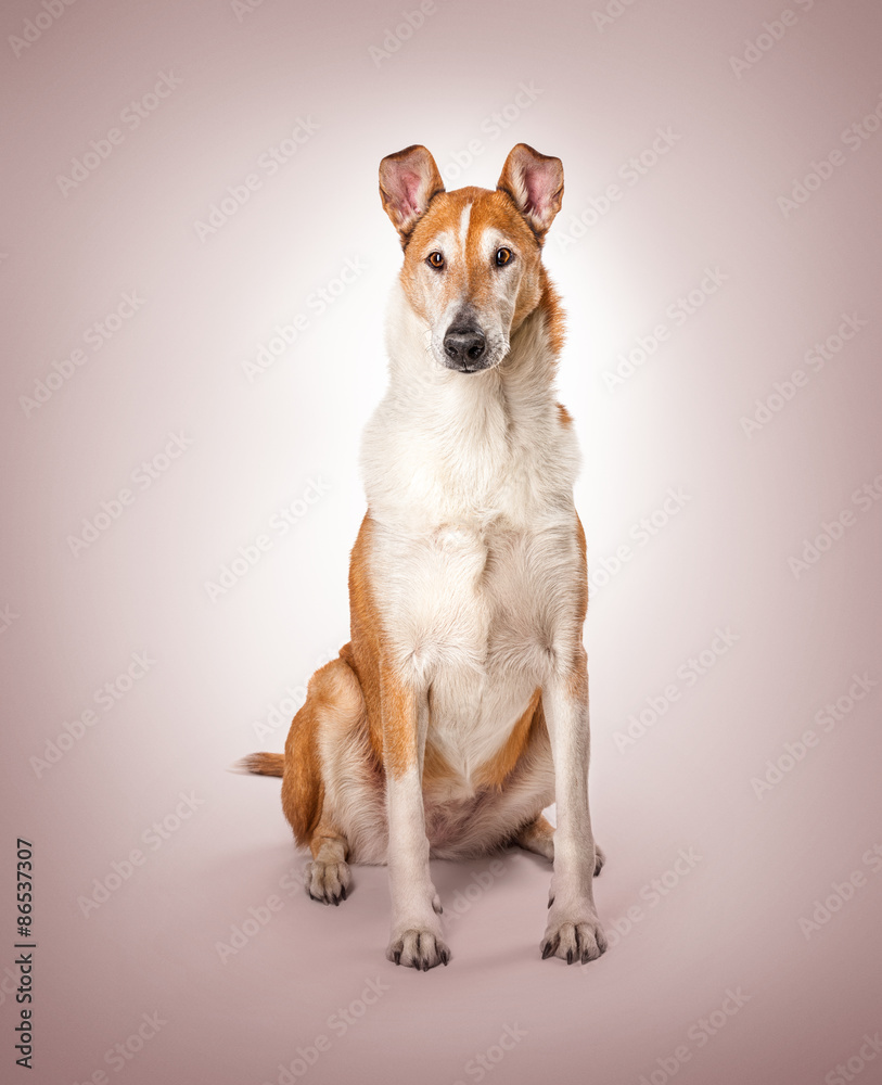 Smooth collie on a pink background Smooth collie on a pink background