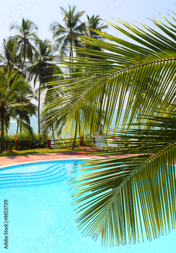 palm leaf and swimming pool