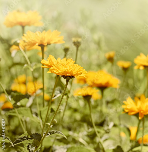 Topinambur  Jerusalem artichoke 