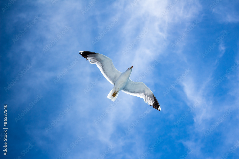 gabbiano in volo gabbiano in volo