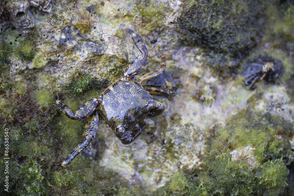 European Green Crab 2