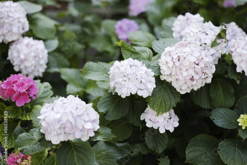 Hydrangea macrophylla