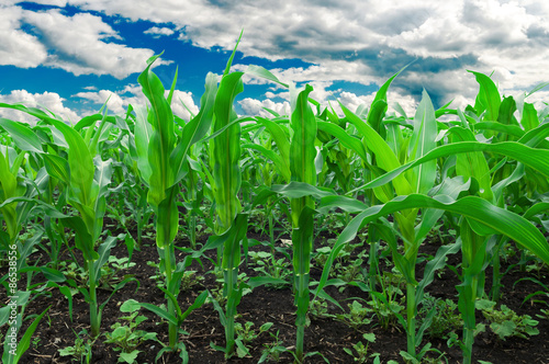 Corn field.