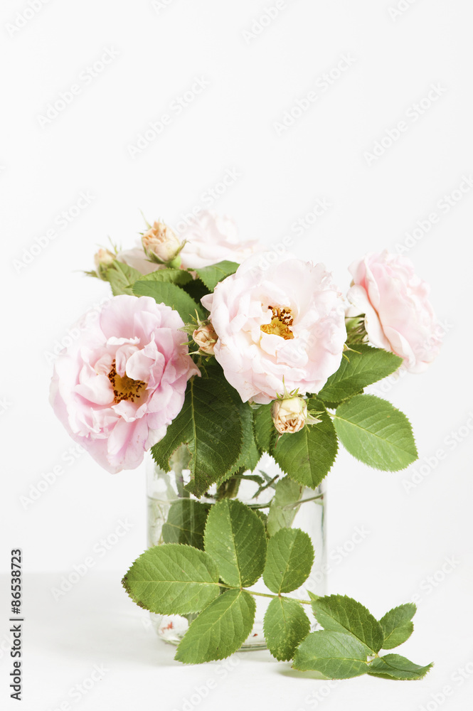 Park pink roses in the vase on the white background