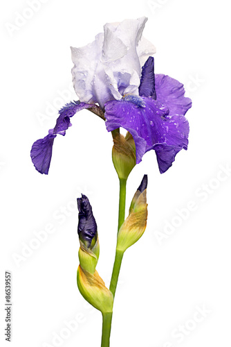 Fototapeta Naklejka Na Ścianę i Meble -  blue and white iris flower isolated on white background