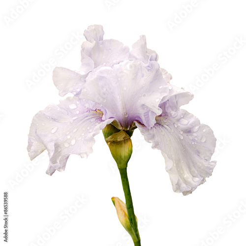 white iris flower isolated on white background