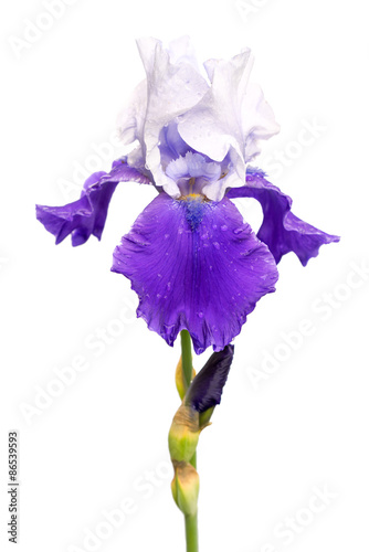 Fototapeta Naklejka Na Ścianę i Meble -  blue and white iris flower isolated on white background
