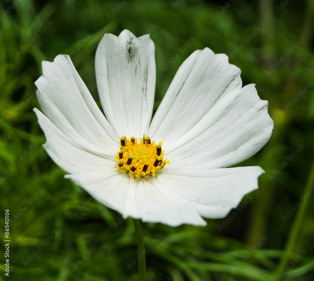 White summer flower White summer flower