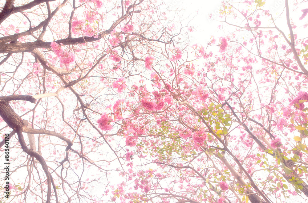 pink flower on sky