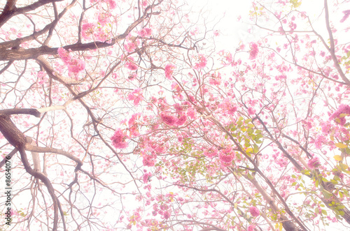 pink flower on sky